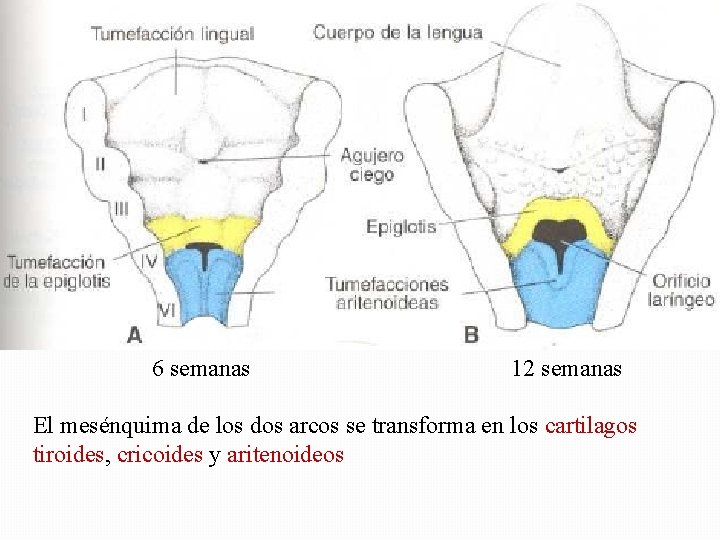 6 semanas 12 semanas El mesénquima de los dos arcos se transforma en los 6 semanas 12 semanas El mesénquima de los dos arcos se transforma en los