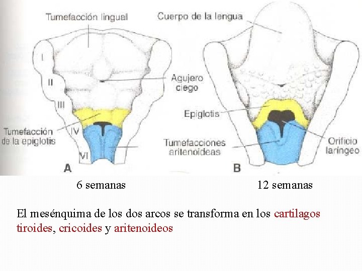 6 semanas 12 semanas El mesénquima de los dos arcos se transforma en los