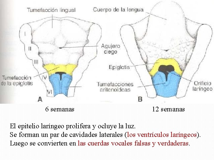 6 semanas 12 semanas El epitelio laríngeo prolifera y ocluye la luz. Se forman