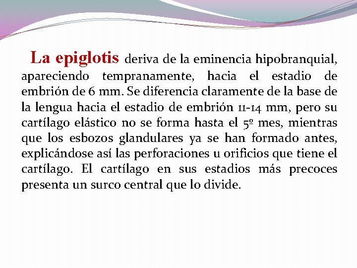 La epiglotis deriva de la eminencia hipobranquial, apareciendo tempranamente, hacia el estadio de embrión