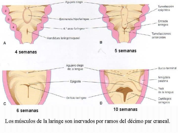 4 semanas 6 semanas 5 semanas 10 semanas Los músculos de la laringe son 4 semanas 6 semanas 5 semanas 10 semanas Los músculos de la laringe son