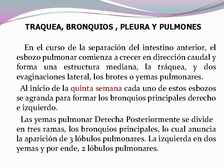 TRAQUEA, BRONQUIOS , PLEURA Y PULMONES En el curso de la separación del intestino TRAQUEA, BRONQUIOS , PLEURA Y PULMONES En el curso de la separación del intestino