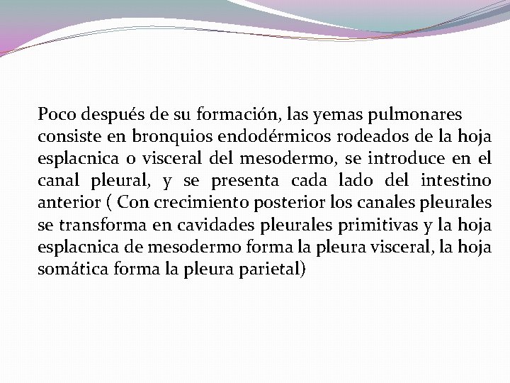 Poco después de su formación, las yemas pulmonares consiste en bronquios endodérmicos rodeados de Poco después de su formación, las yemas pulmonares consiste en bronquios endodérmicos rodeados de