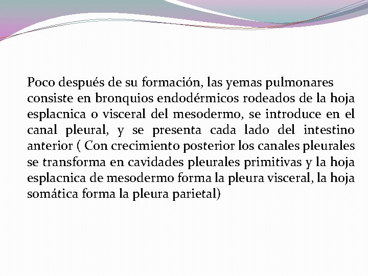 Poco después de su formación, las yemas pulmonares consiste en bronquios endodérmicos rodeados de