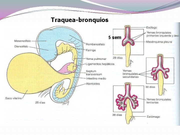 Traquea-bronquios 5 sem lóbulos 