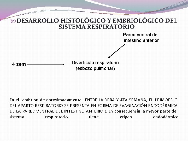  DESARROLLO HISTOLÓGICO Y EMBRIOLÓGICO DEL SISTEMA RESPIRATORIO Pared ventral del intestino anterior 4