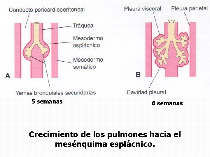 5 semanas 6 semanas Crecimiento de los pulmones hacia el mesénquima esplácnico. 