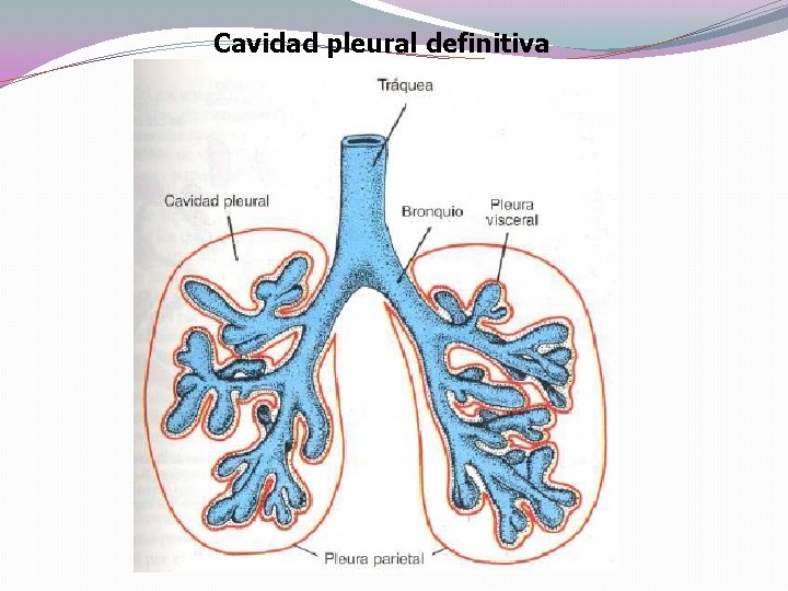 Cavidad pleural definitiva Cavidad pleural definitiva