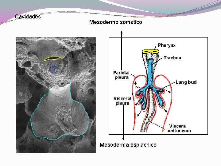 Cavidades Mesodermo somático Mesoderma esplácnico 
