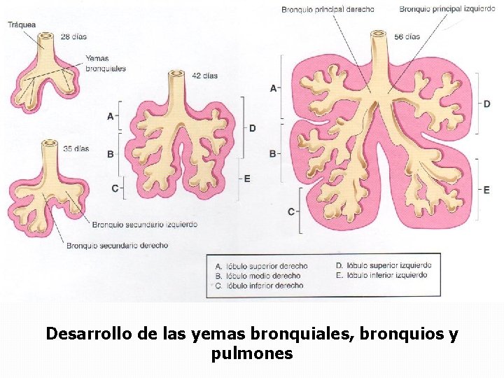 Desarrollo de las yemas bronquiales, bronquios y pulmones Desarrollo de las yemas bronquiales, bronquios y pulmones