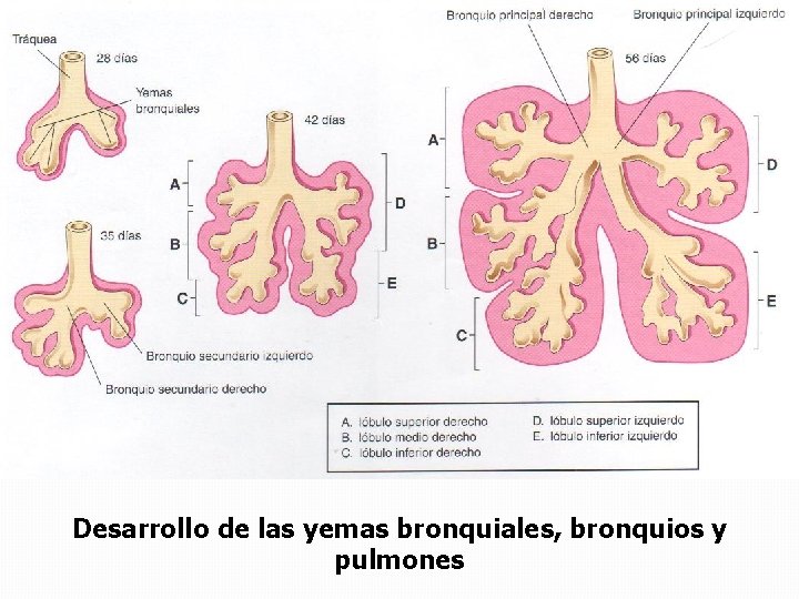 Desarrollo de las yemas bronquiales, bronquios y pulmones 