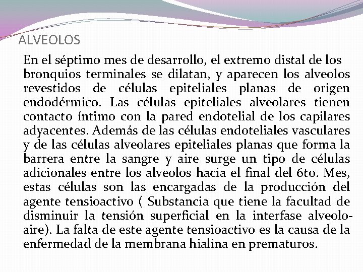 ALVEOLOS En el séptimo mes de desarrollo, el extremo distal de los bronquios terminales ALVEOLOS En el séptimo mes de desarrollo, el extremo distal de los bronquios terminales