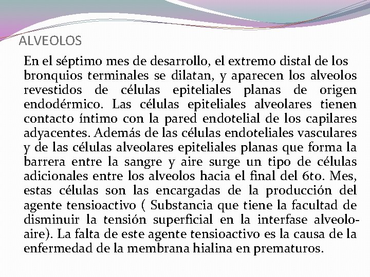 ALVEOLOS En el séptimo mes de desarrollo, el extremo distal de los bronquios terminales