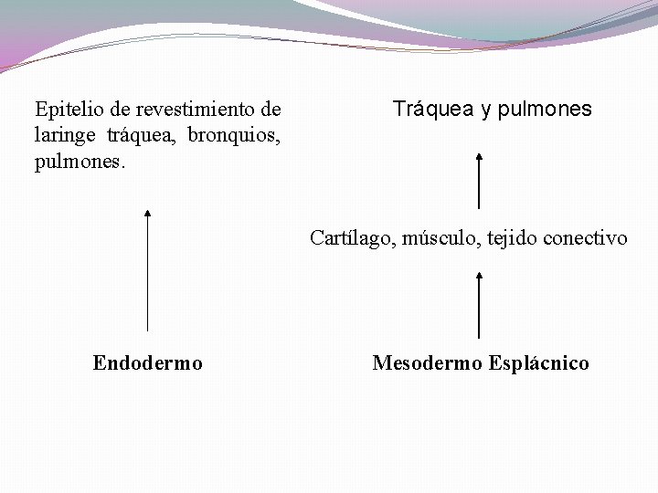 Epitelio de revestimiento de laringe tráquea, bronquios, pulmones. Tráquea y pulmones Cartílago, músculo, tejido Epitelio de revestimiento de laringe tráquea, bronquios, pulmones. Tráquea y pulmones Cartílago, músculo, tejido