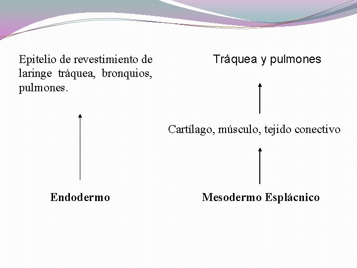 Epitelio de revestimiento de laringe tráquea, bronquios, pulmones. Tráquea y pulmones Cartílago, músculo, tejido