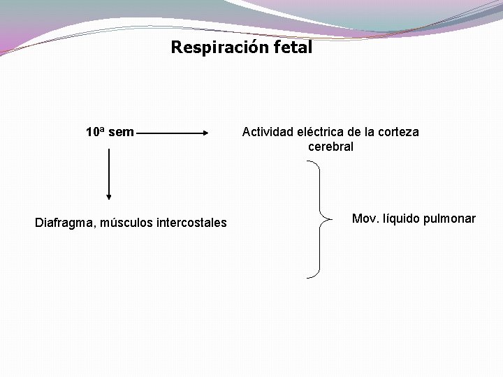 Respiración fetal 10ª sem Diafragma, músculos intercostales Actividad eléctrica de la corteza cerebral Mov. Respiración fetal 10ª sem Diafragma, músculos intercostales Actividad eléctrica de la corteza cerebral Mov.