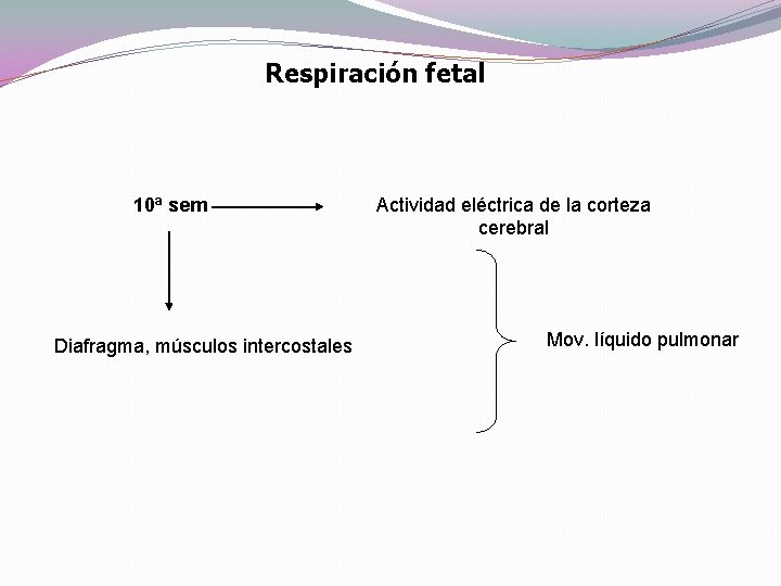 Respiración fetal 10ª sem Diafragma, músculos intercostales Actividad eléctrica de la corteza cerebral Mov.