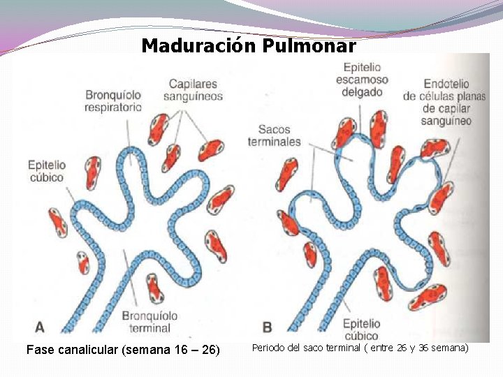 Maduración Pulmonar Fase canalicular (semana 16 – 26) Periodo del saco terminal ( entre