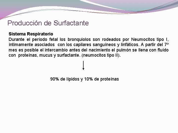 Producción de Surfactante Sistema Respiratorio Durante el período fetal los bronquiolos son rodeados por