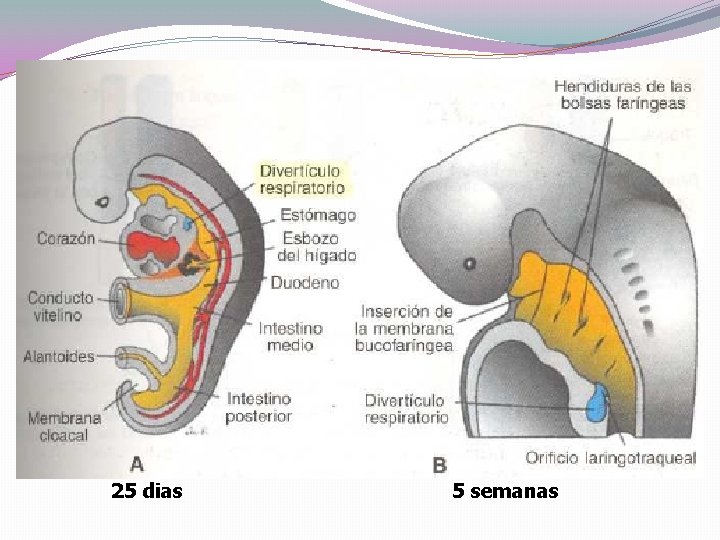 25 dias 5 semanas 25 dias 5 semanas