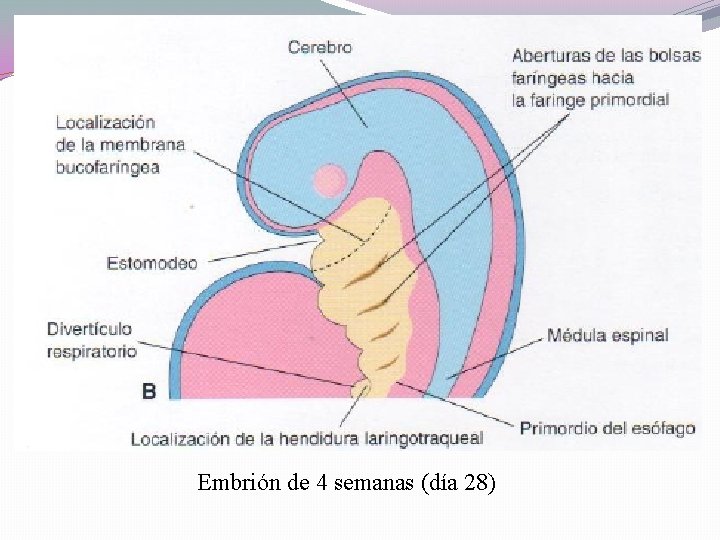 Embrión de 4 semanas (día 28) 