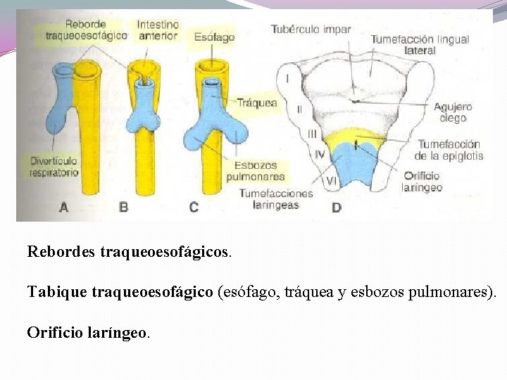 Rebordes traqueoesofágicos. Tabique traqueoesofágico (esófago, tráquea y esbozos pulmonares). Orificio laríngeo. 