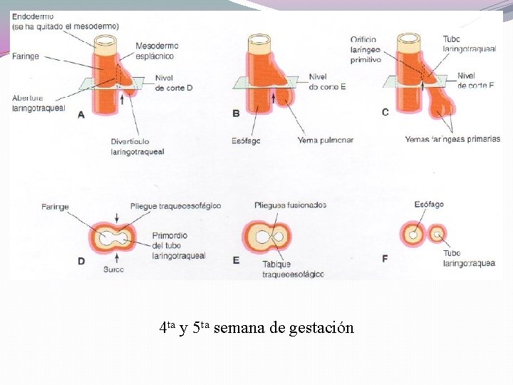 4 ta y 5 ta semana de gestación 