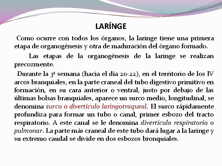 LARÍNGE Como ocurre con todos los órganos, la laringe tiene una primera etapa de