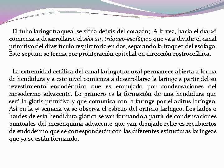 El tubo laringotraqueal se sitúa detrás del corazón; A la vez, hacia el día El tubo laringotraqueal se sitúa detrás del corazón; A la vez, hacia el día