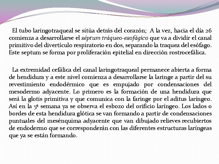 El tubo laringotraqueal se sitúa detrás del corazón; A la vez, hacia el día