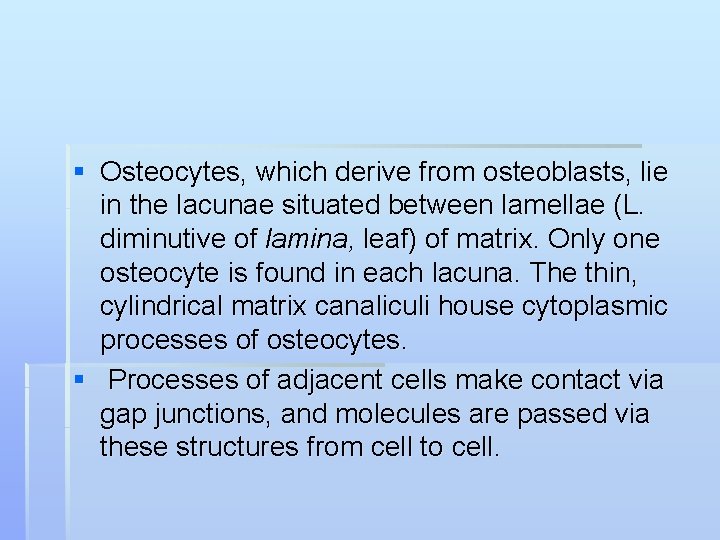 § Osteocytes, which derive from osteoblasts, lie in the lacunae situated between lamellae (L.