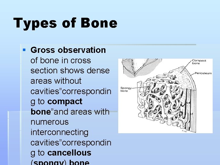 Types of Bone § Gross observation of bone in cross section shows dense areas