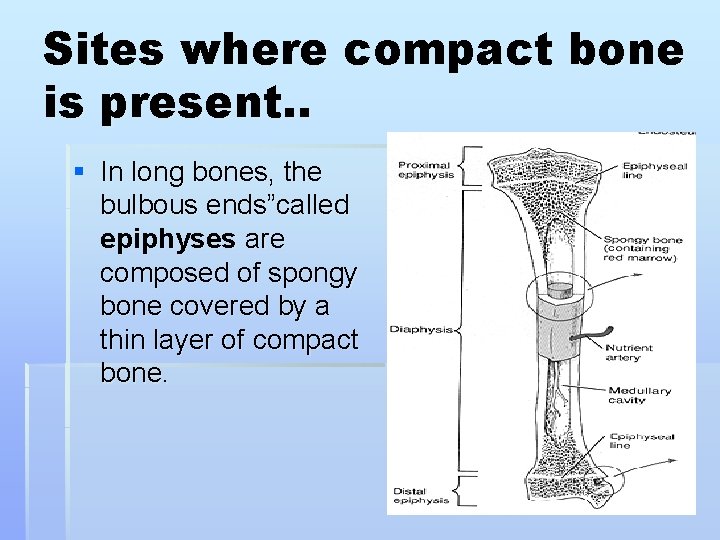 Sites where compact bone is present. . § In long bones, the bulbous ends”called