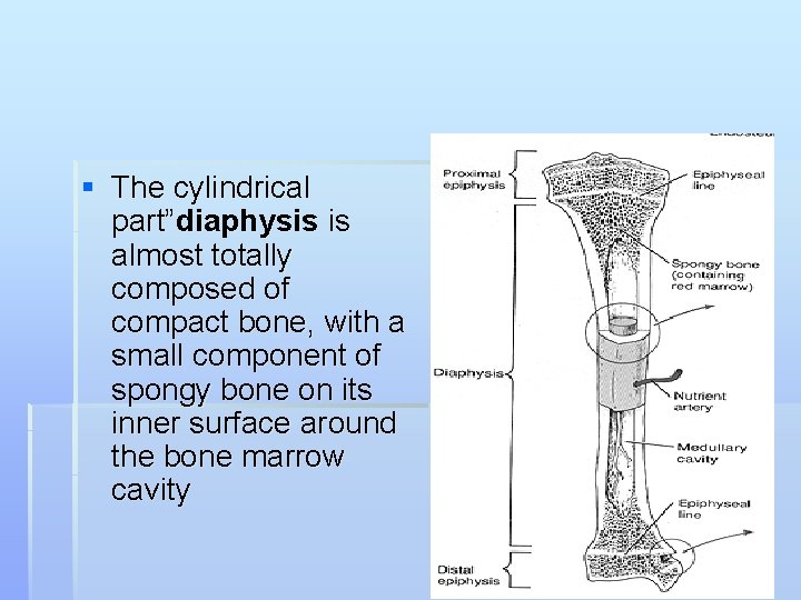 § The cylindrical part”diaphysis is almost totally composed of compact bone, with a small