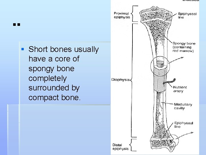 . . § Short bones usually have a core of spongy bone completely surrounded