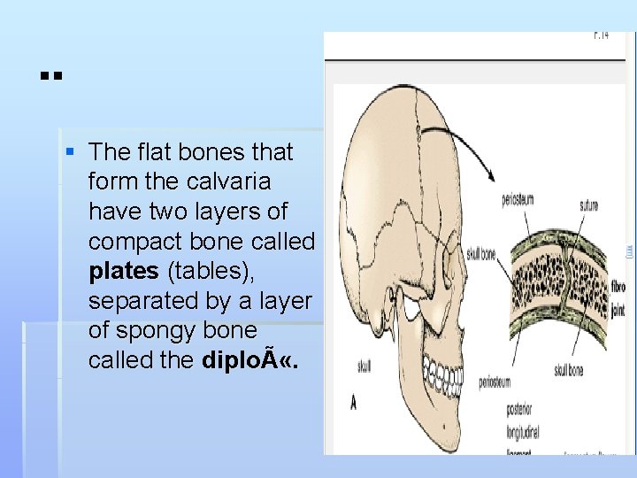 . . § The flat bones that form the calvaria have two layers of