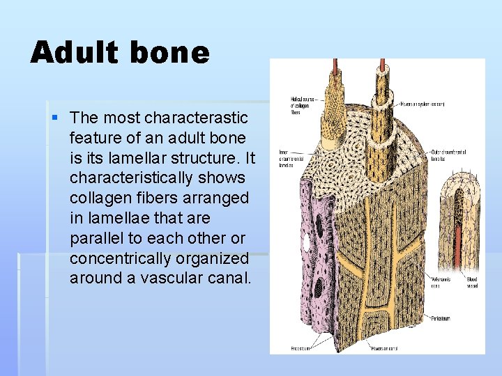 Adult bone § The most characterastic feature of an adult bone is its lamellar