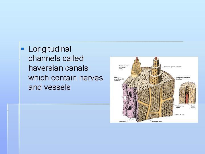 § Longitudinal channels called haversian canals which contain nerves and vessels 