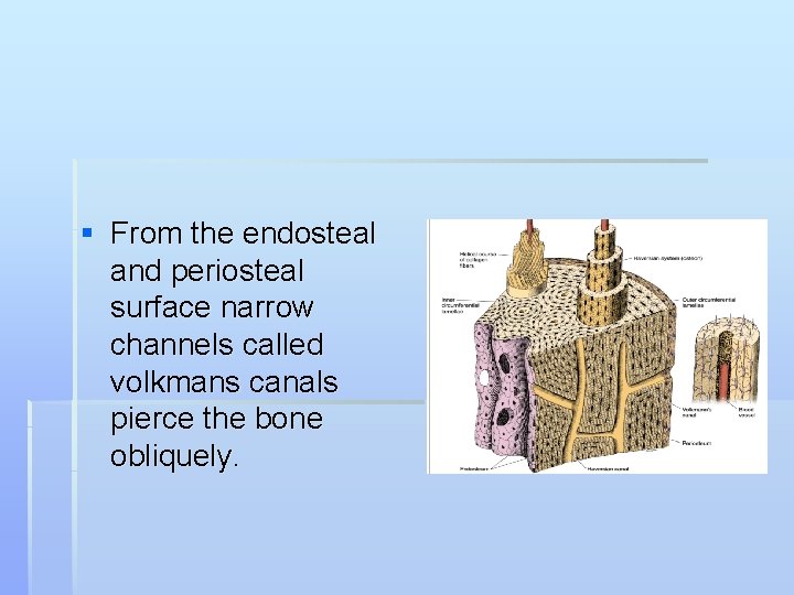 § From the endosteal and periosteal surface narrow channels called volkmans canals pierce the