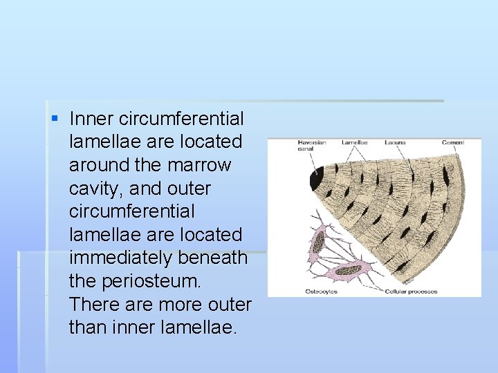 § Inner circumferential lamellae are located around the marrow cavity, and outer circumferential lamellae