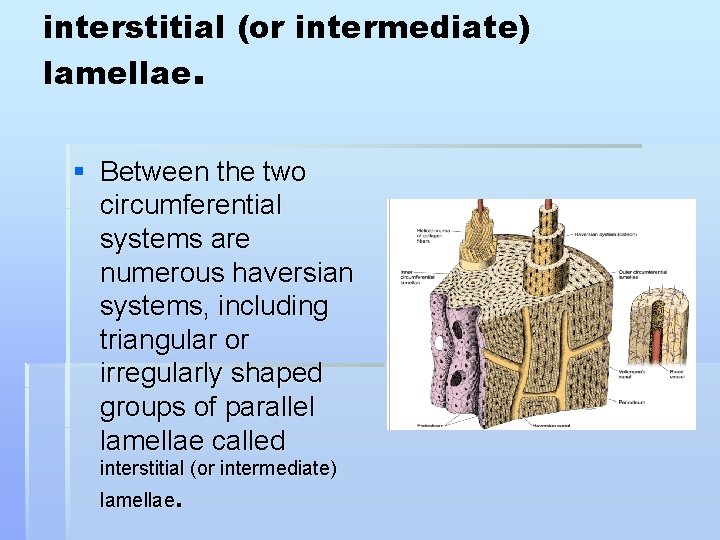 interstitial (or intermediate) lamellae. § Between the two circumferential systems are numerous haversian systems,