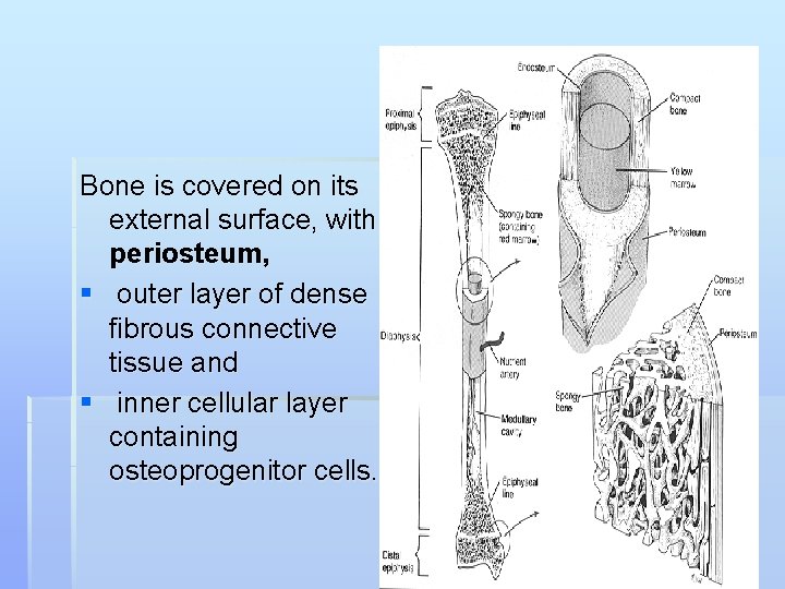 Bone is covered on its external surface, with a periosteum, § outer layer of