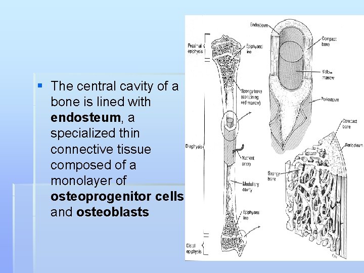 § The central cavity of a bone is lined with endosteum, a specialized thin