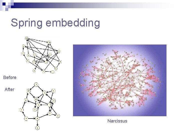 Spring embedding Before After Narcissus Spring embedding Before After Narcissus