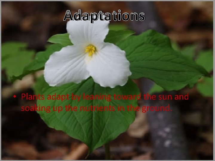 Adaptations • Plants adapt by leaning toward the sun and soaking up the nutrients