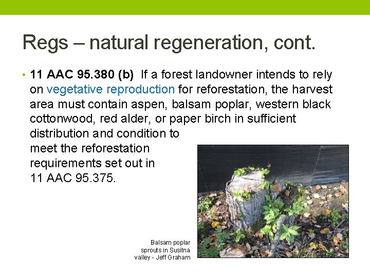 Regs – natural regeneration, cont. • 11 AAC 95. 380 (b) If a forest