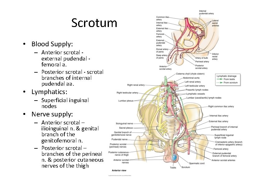 Scrotum • Blood Supply: – Anterior scrotal ‐ external pudendal ‐ femoral a. –