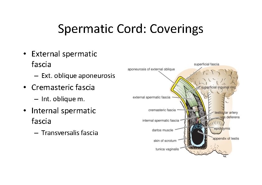 Spermatic Cord: Coverings • External spermatic fascia – Ext. oblique aponeurosis • Cremasteric fascia