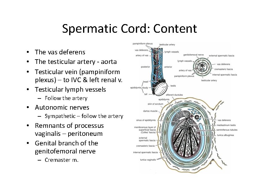 Spermatic Cord: Content • The vas deferens • The testicular artery ‐ aorta •