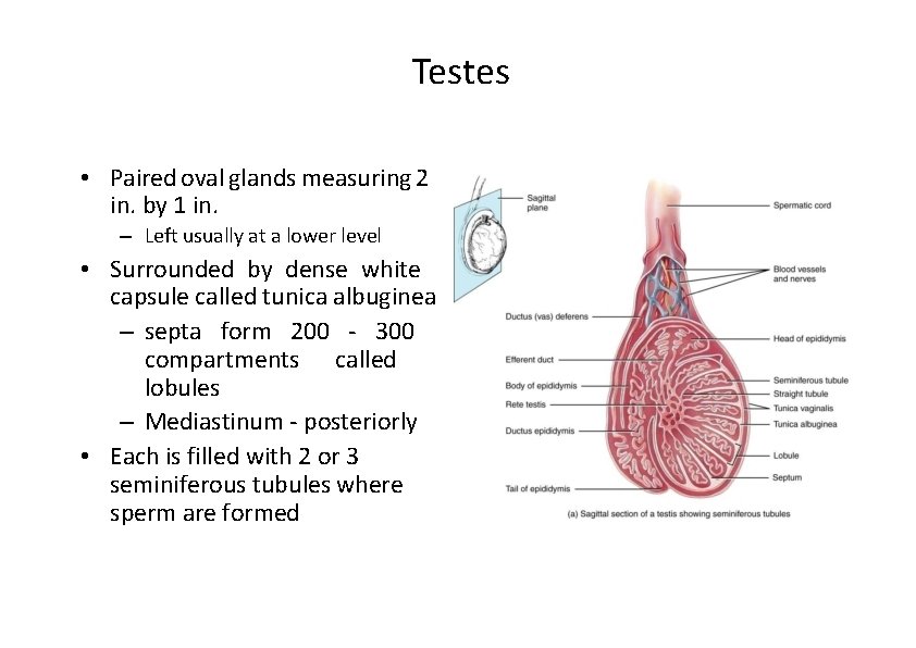 Testes • Paired oval glands measuring 2 in. by 1 in. – Left usually